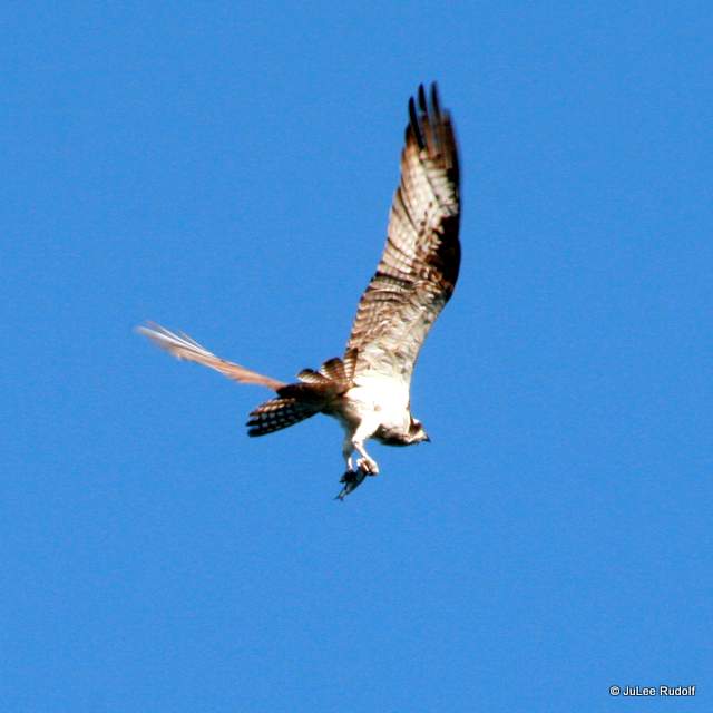 osprey with fish at South Whidbey State Park