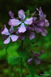 Hesperis matronalis