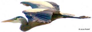 Heron_2012_JuLeeRudolf