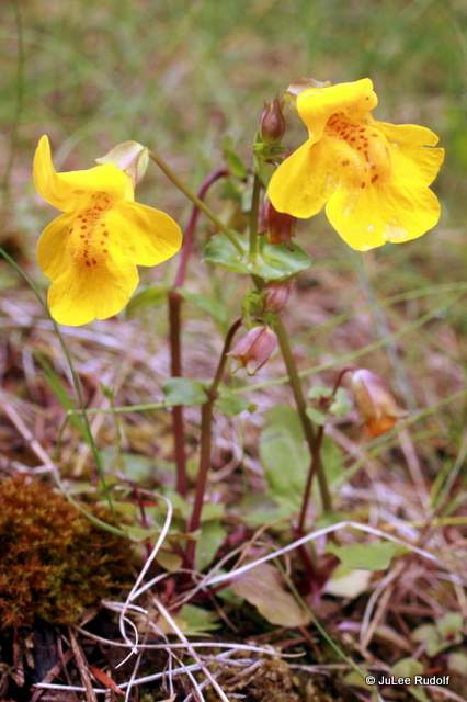 Mimulus guttatus