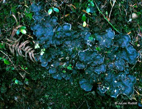 Dog-lichen along the Perimeter Trail
