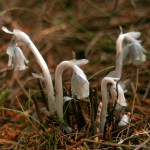 Indian pipe Tursi Trail