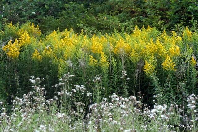 Solidago canadensis