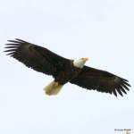 Crescent Harbor Whidbey Island Bald eagle