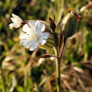 Silene vulgaris