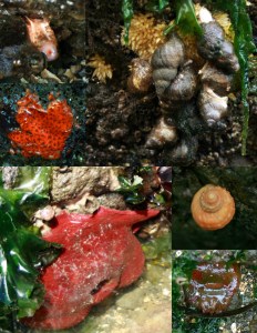 Beach Combing at Rosario3