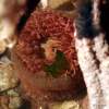 painted anemone