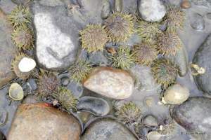 green urchins at Mueller Beach