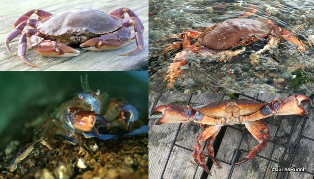 Deception Pass State Park2