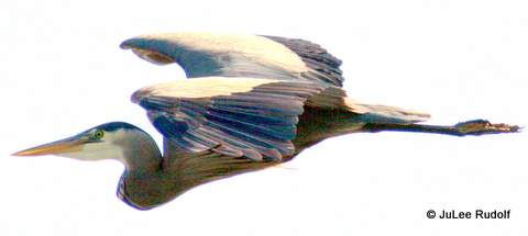 Heron_2012_JuLeeRudolf-001