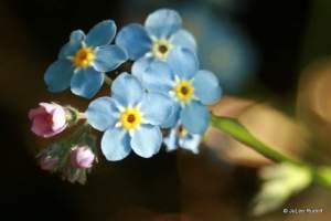Myosotis sylvatica