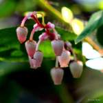 IMG_3782-003