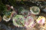 aggregating anemones