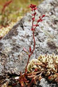 Rumex acetosella