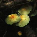 IMG_5537-001