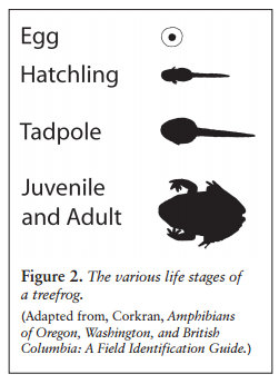 life cycle