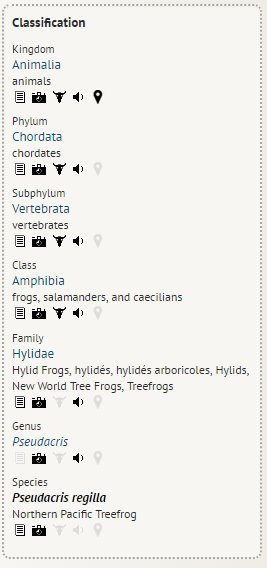 frog classification