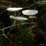 IMG_5907