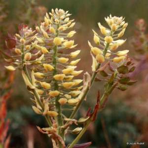Lepidium densiflorum
