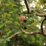 Cedar waxwing Tursi Trail