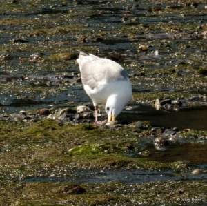 gull at Mueller Beach 