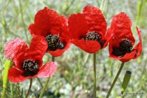 Papaver rhoeas