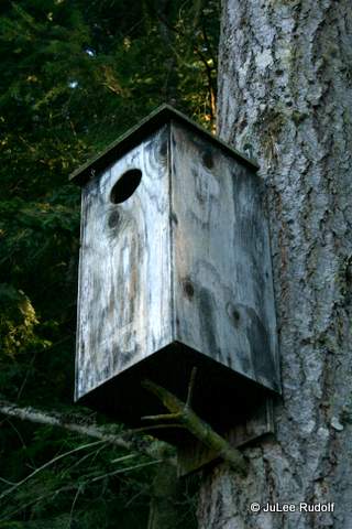 Bird house near Wetland Pond at Sharpe Park