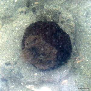 anemone at Mueller Beach