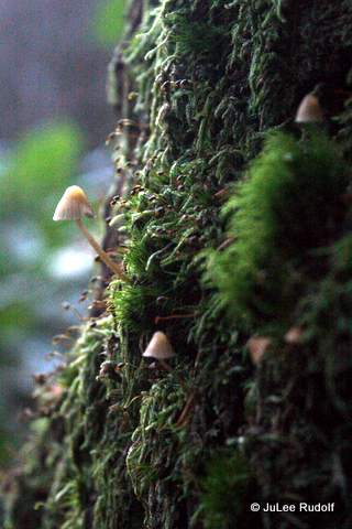 Mycena along the Summit Trail