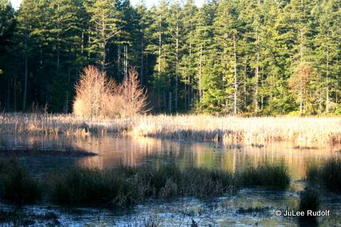 View of Wetland Pond at Sharpe Park