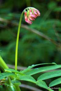 Vicia gigantea