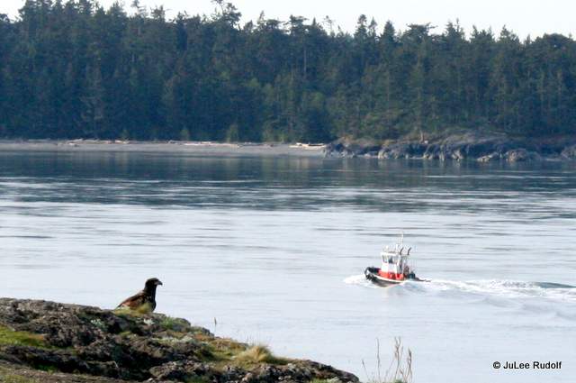 juvenile eagle and tugboat at Rosario Head