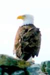 IMG_3695-002