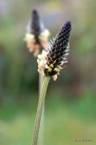 Plantago lanceoloata