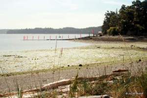 Mueller Park Beach