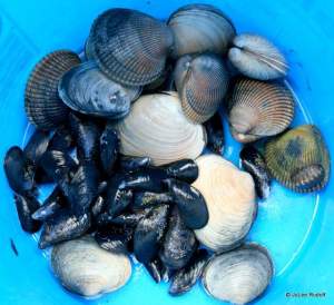 Shellfish from Mueller Beach 