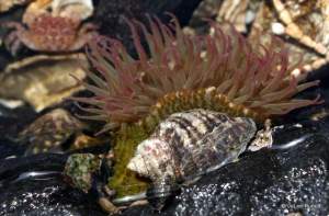 dog whelk and anemone
