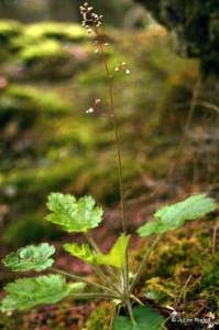 Heuchera micrantha
