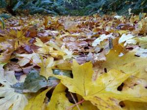 Deception Pass Leaves 11-17-2017 11-16-12 AM
