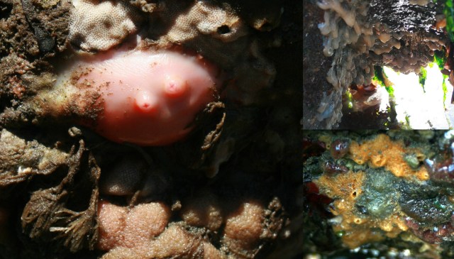 sea squirts and encrusting sponge 11-16-2017 7-46-47 AM.jpg