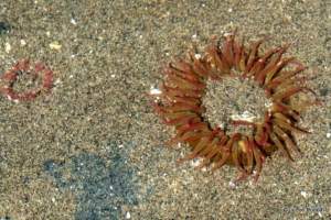 aggregating anemones at Double Bluff County Park