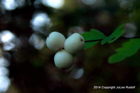 IMG_5369-002