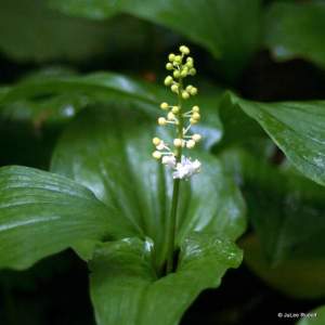 Maianthemum dilatatum
