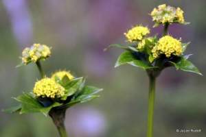 Sanicula crassicaulis