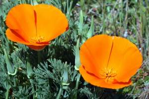 Eschscholzia californica