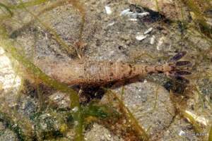 California Bay Shrimp at Mueller Beach