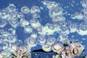 barnacles
