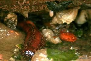 burrowing sea cucumbers and sea star