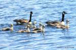 Canada geese
