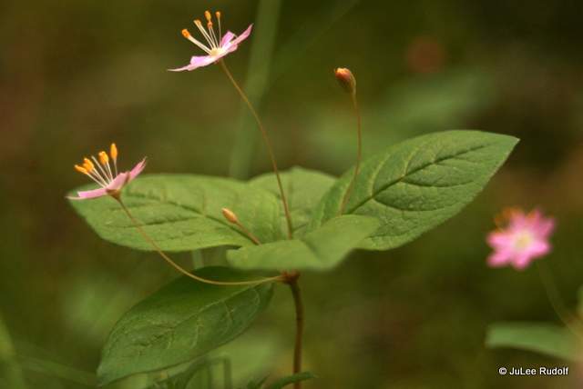 Trientalis latifolia